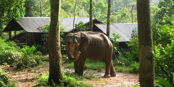koh chang elephant camps